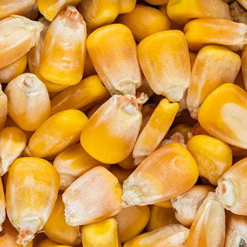 WHOLE YELLOW MAIZE 1KG DRAKENSBERG