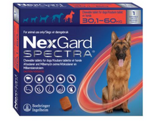 NEXGARD SPECTRA DOG 1 CHEW